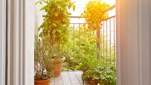 Des plantes en pot sur un balcon