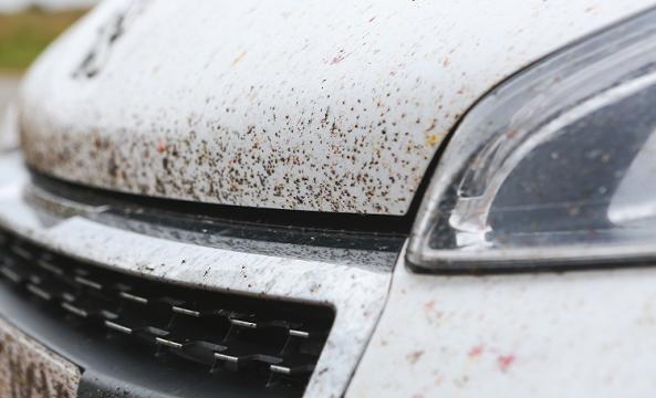 insectes-incrustes-carrosserie