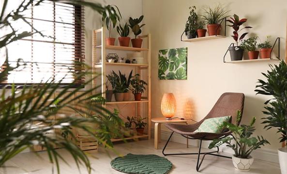 Un salon avec des plantes en pot disposées sur des étagères et sur le sol et à côté d'un fauteuil