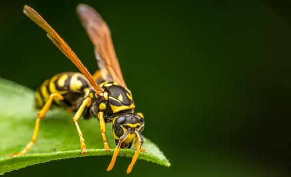 guêpe posée sur une feuille 