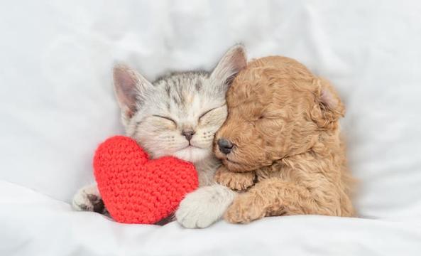 Un chaton et un chiot blottis l'un contre l'autre sous une couette blanche