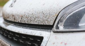 insectes-incrustes-carrosserie