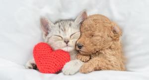 Un chaton et un chiot blottis l'un contre l'autre sous une couette blanche